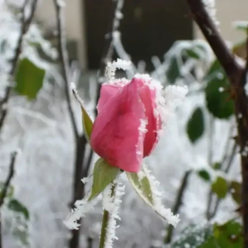 belleza de invierno en Santervas de la Vega